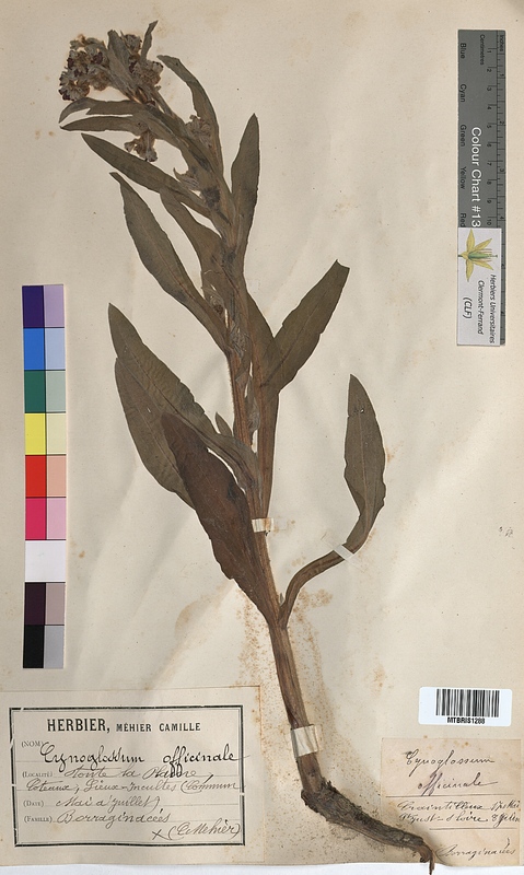 Cynoglossum officinale (Boraginaceae)