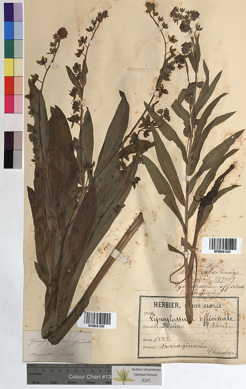 Cynoglossum officinale (Boraginaceae)