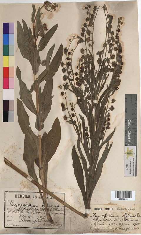 Cynoglossum officinale (Boraginaceae)