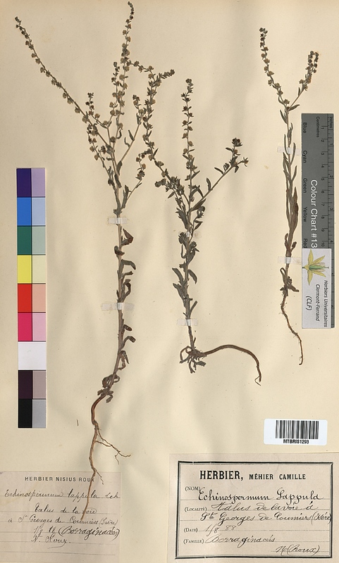 Echinospermum lappula (Boraginaceae)