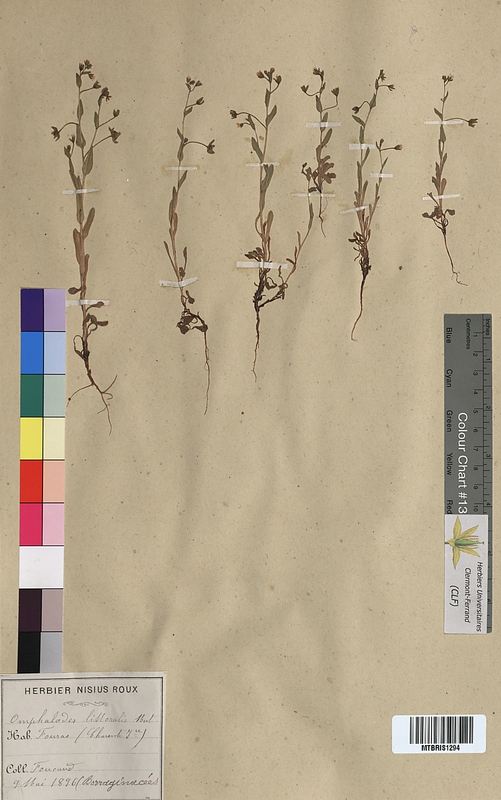 Omphalodes littoralis (Boraginaceae)