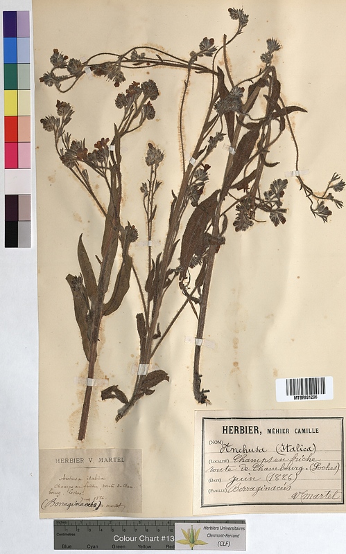 Anchusa italica (Boraginaceae)