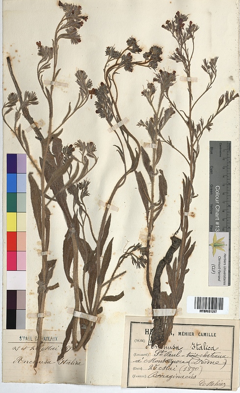 Anchusa italica (Boraginaceae)