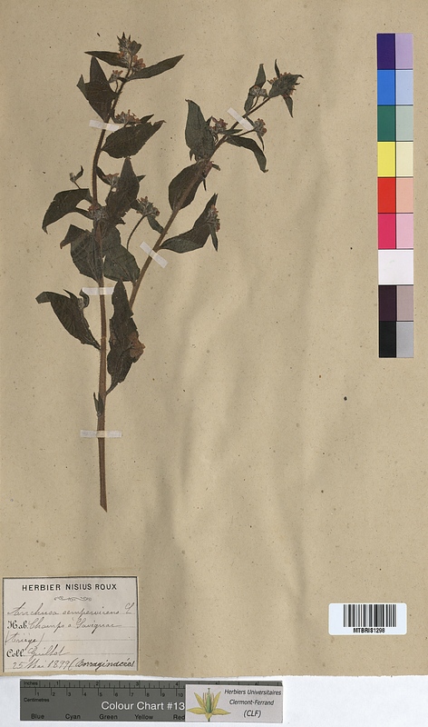 Anchusa sempervirens (Boraginaceae)