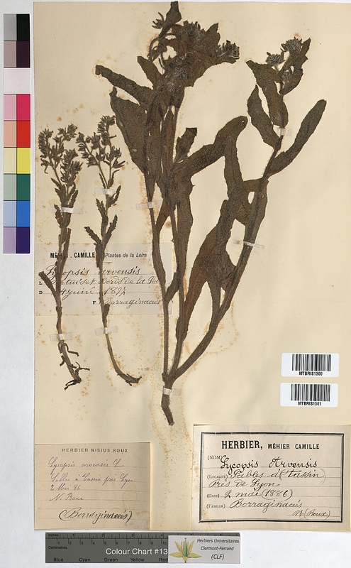 Lycopsis arvensis (Boraginaceae)