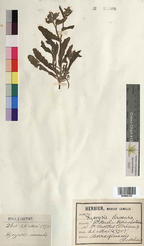Lycopsis arvensis (Boraginaceae)