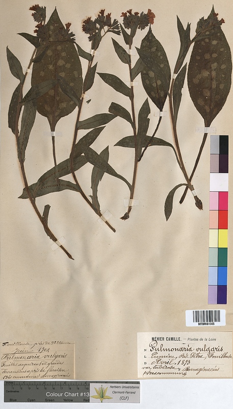 Pulmonaria vulgaris (Boraginaceae)
