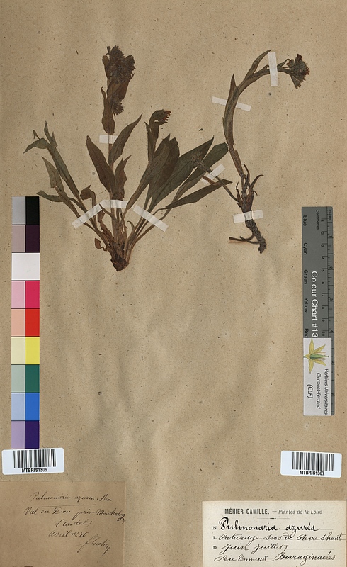 Pulmonaria azurea (Boraginaceae)