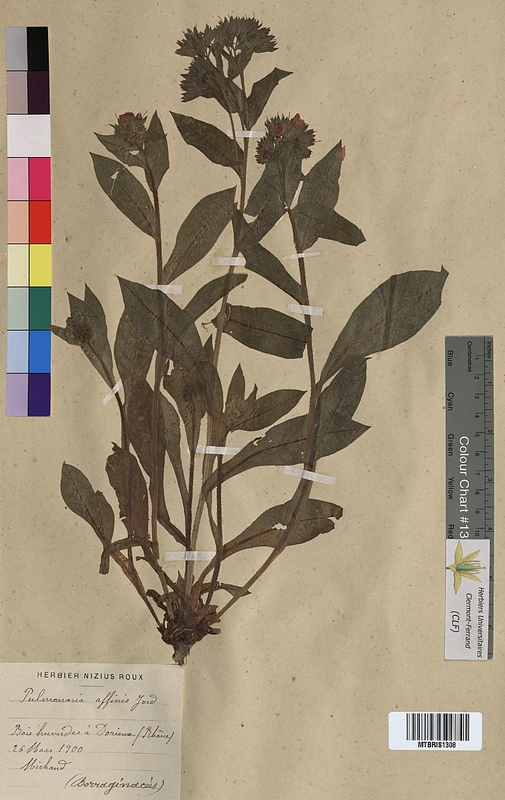 Pulmonaria affinis (Boraginaceae)