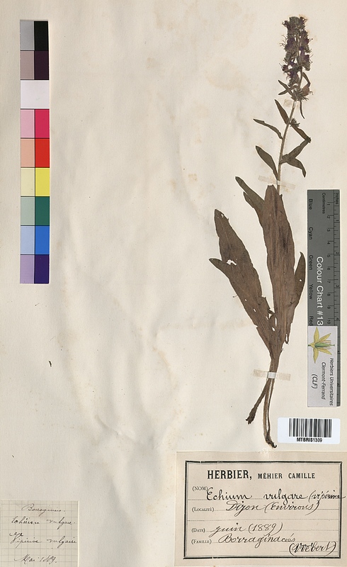 Echium vulgare (Boraginaceae)