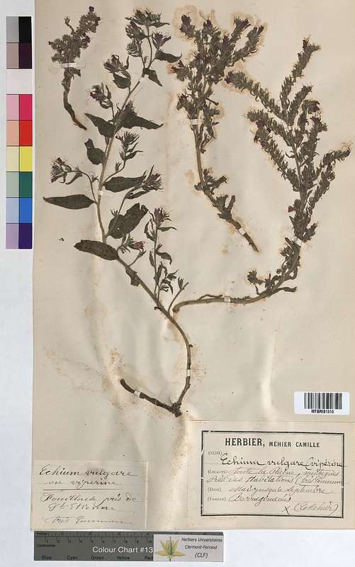 Echium vulgare (Boraginaceae)