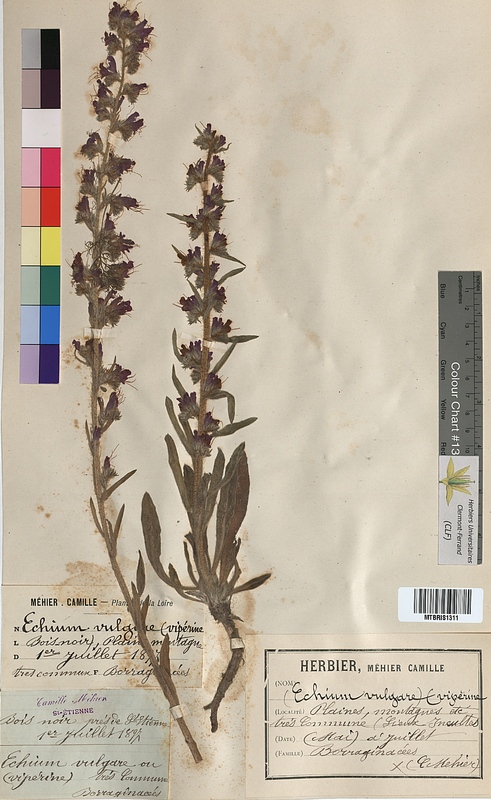 Echium vulgare (Boraginaceae)