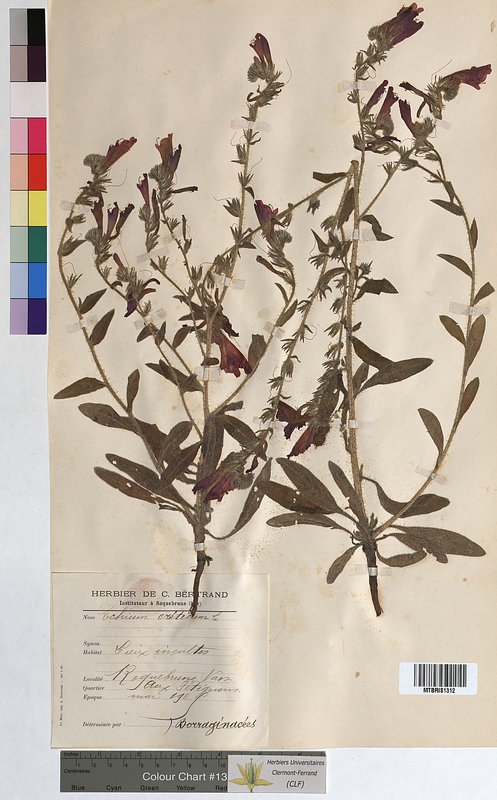 Echium creticum (Boraginaceae)
