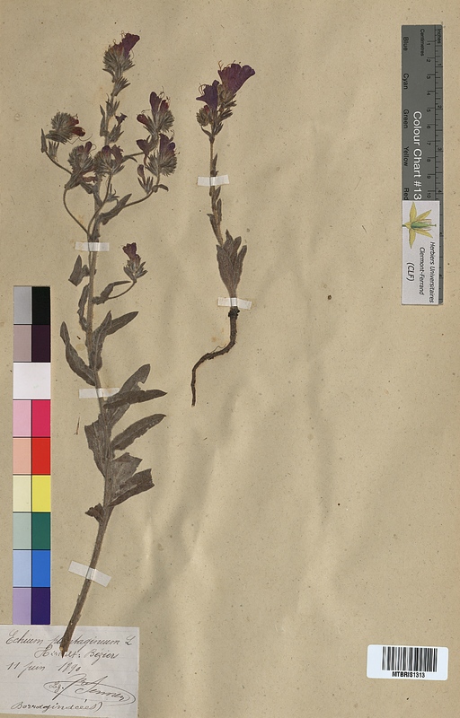 Echium plantagineum (Boraginaceae)