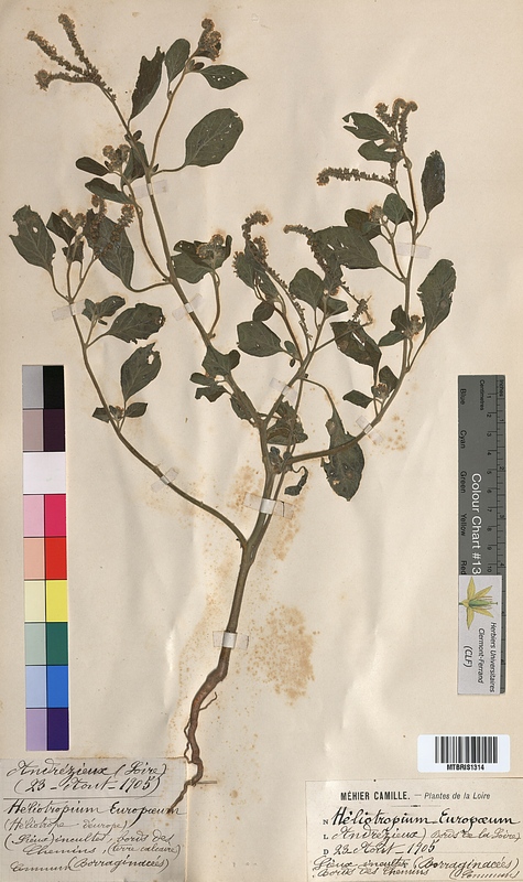 Heliotropium europaeum (Boraginaceae)