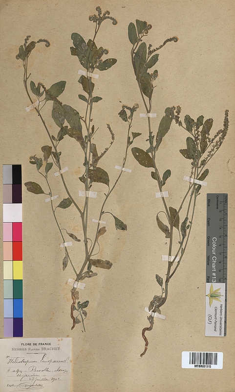 Heliotropium europaeum (Boraginaceae)