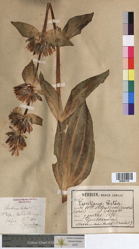 Gentiana lutea (Gentianaceae)
