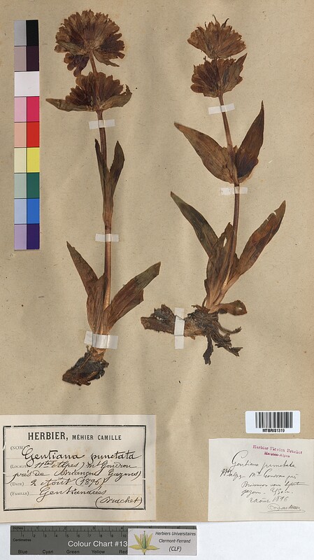 Gentiana punctata (Gentianaceae)