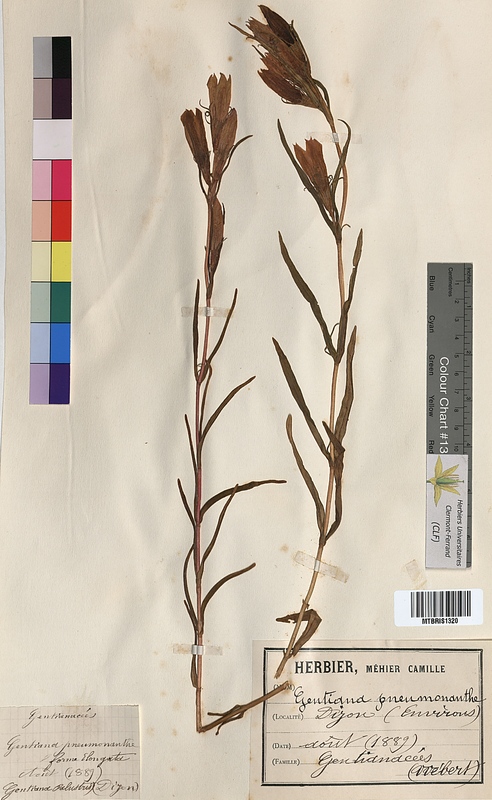 Gentiana pneumonanthe (Gentianaceae)