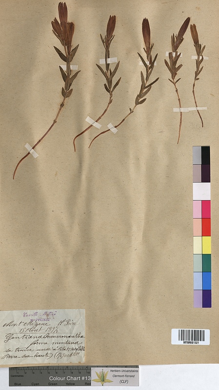 Gentiana pneumonanthe (Gentianaceae)