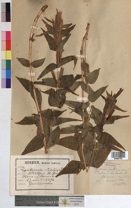 Gentiana asclepiadea (Gentianaceae)