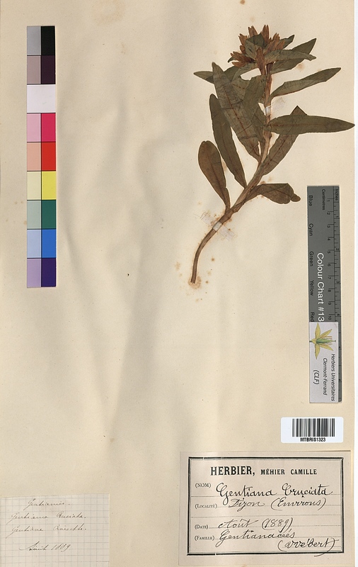 Gentiana cruciata (Gentianaceae)