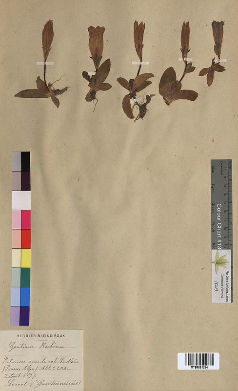 Gentiana kochiana (Gentianaceae)