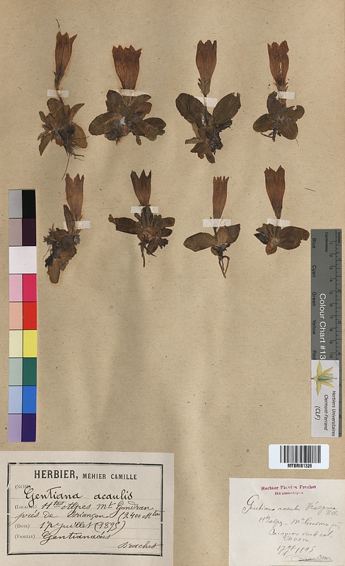 Gentiana acaulis (Gentianaceae)