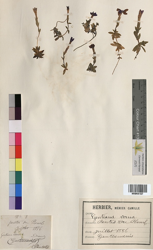 Gentiana verna (Gentianaceae)