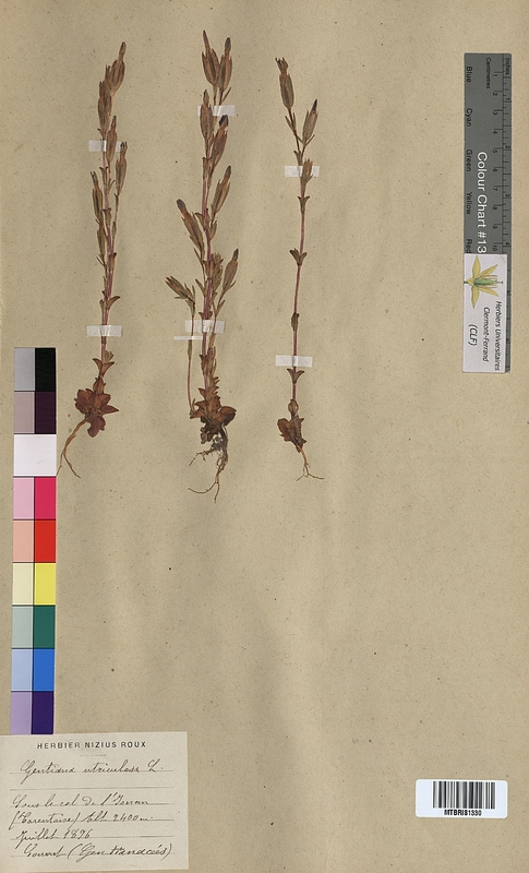 Gentiana utriculosa (Gentianaceae)