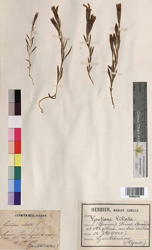 Gentiana ciliata (Gentianaceae)