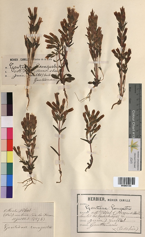 Gentiana campestris (Gentianaceae)