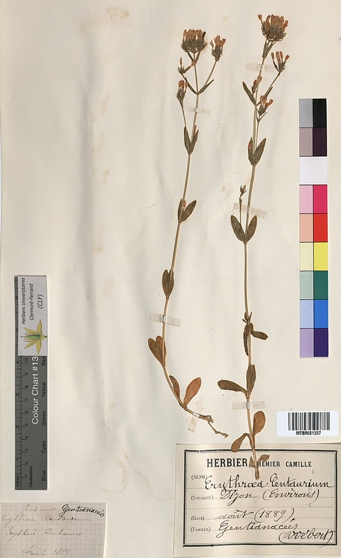 Erythraea centaurium (Gentianaceae)