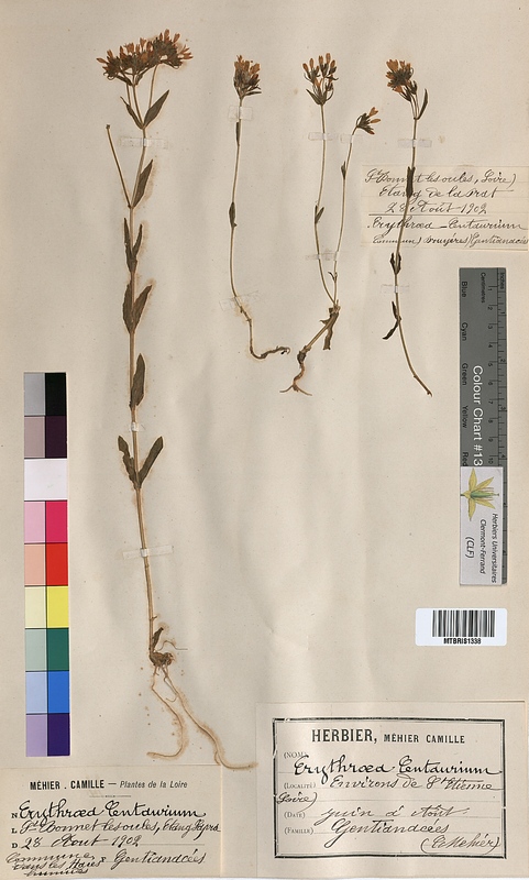 Erythraea centaurium (Gentianaceae)