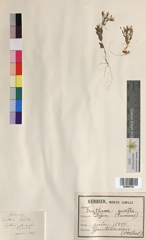 Erythraea pusilla (Gentianaceae)