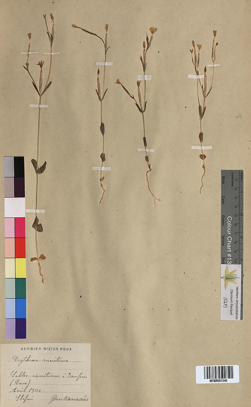Erythraea maritima (Gentianaceae)