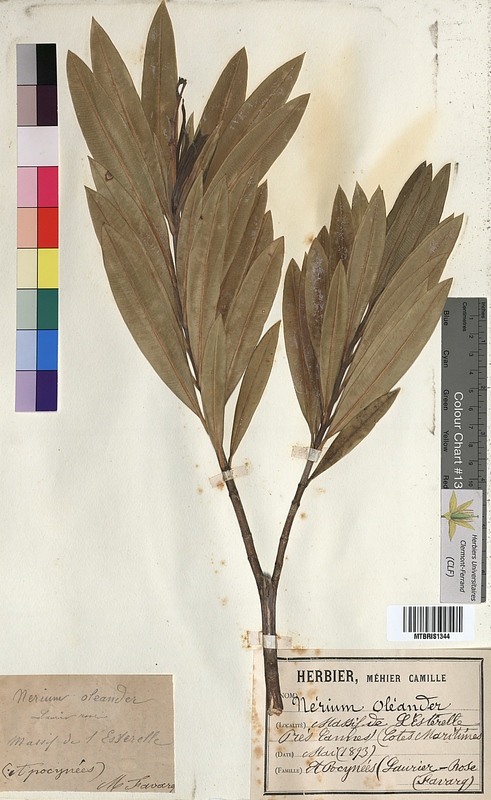 Nerium oleander (Apocynaceae)
