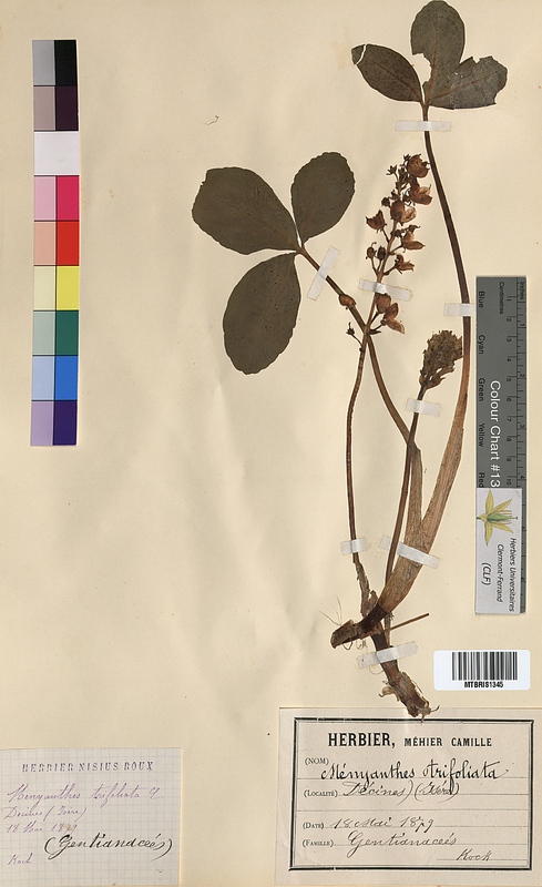 Menyanthes trifoliata (Menyanthaceae)