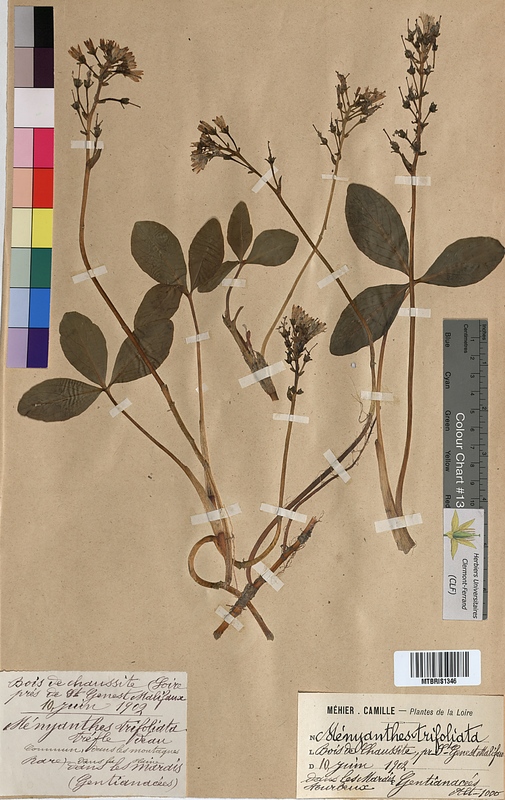 Menyanthes trifoliata (Menyanthaceae)