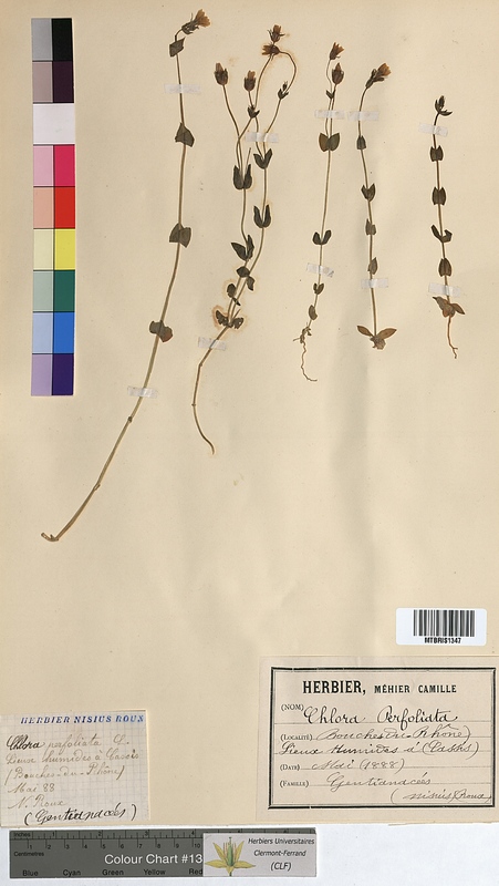 Chlora perfoliata (Gentianaceae)