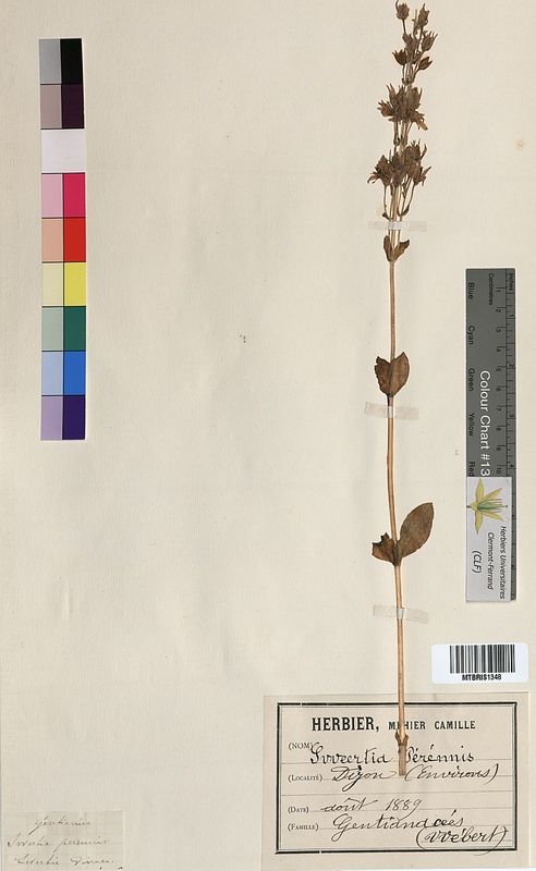 Swertia perennis (Gentianaceae)