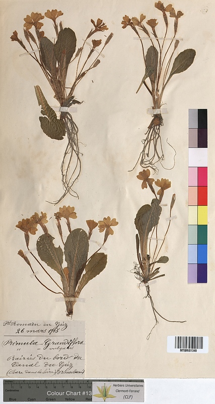 Primula grandiflora (Primulaceae)