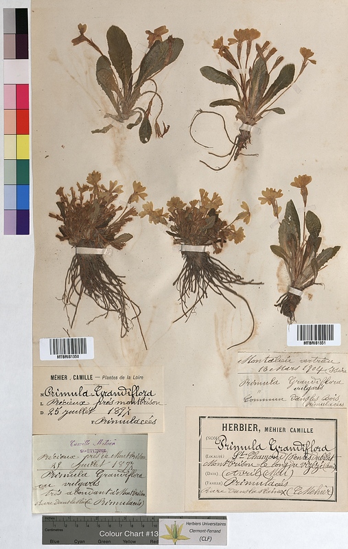Primula grandiflora (Primulaceae)
