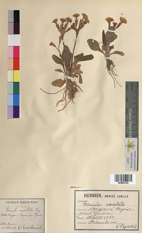 Primula variabilis (Primulaceae)