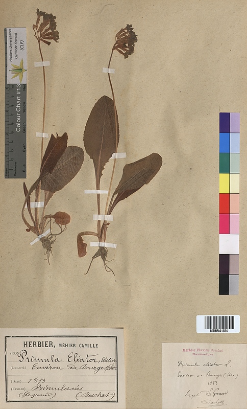 Primula elatior (Primulaceae)