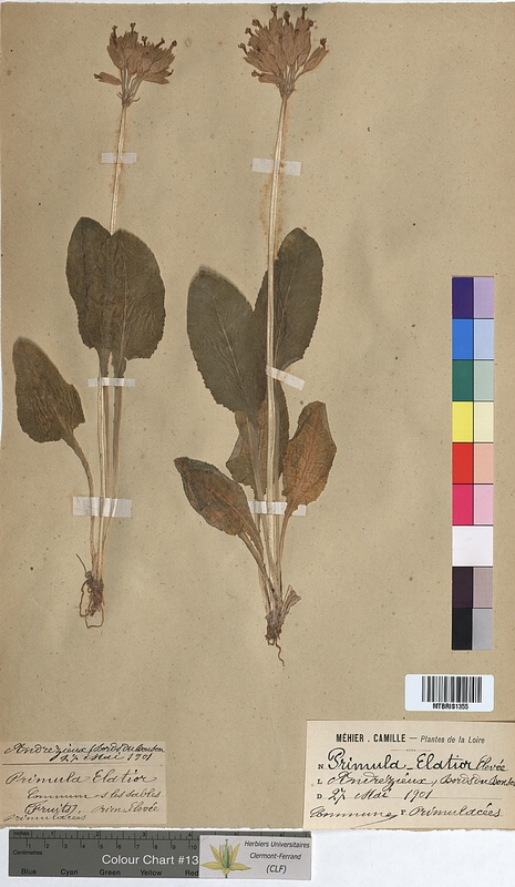 Primula elatior (Primulaceae)