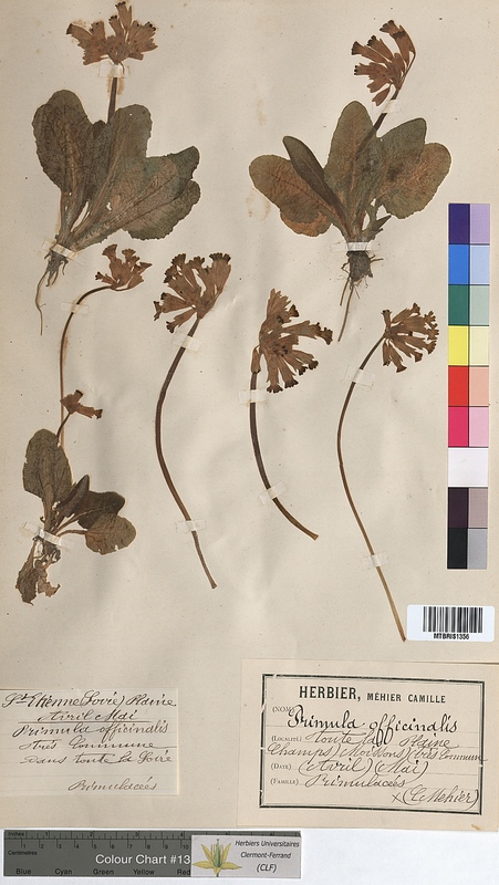 Primula officinalis (Primulaceae)