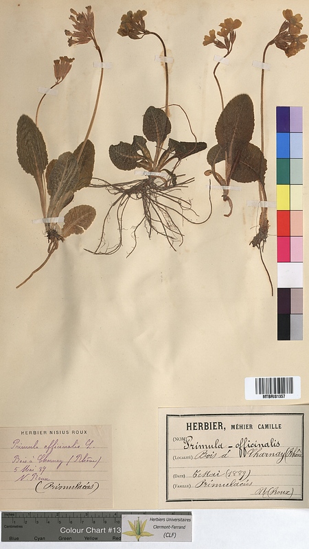 Primula officinalis (Primulaceae)