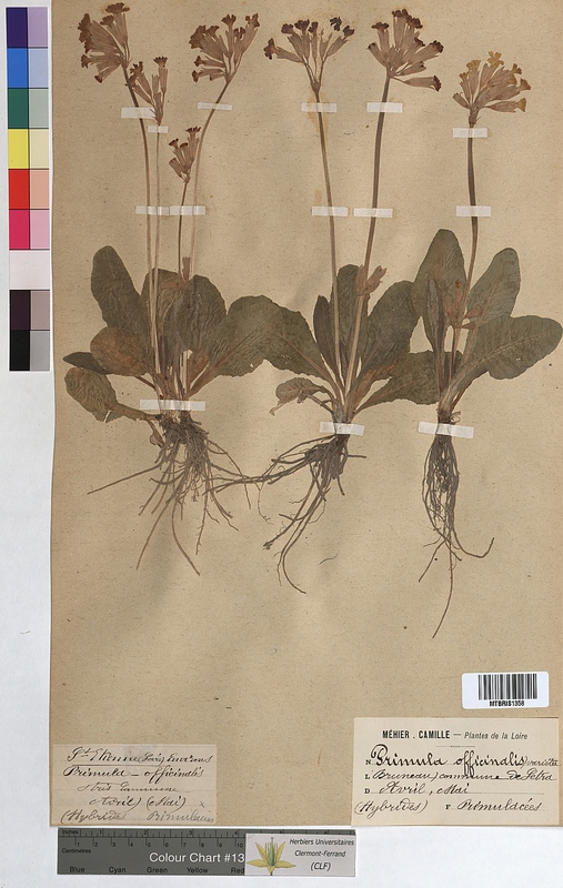 Primula officinalis (Primulaceae)