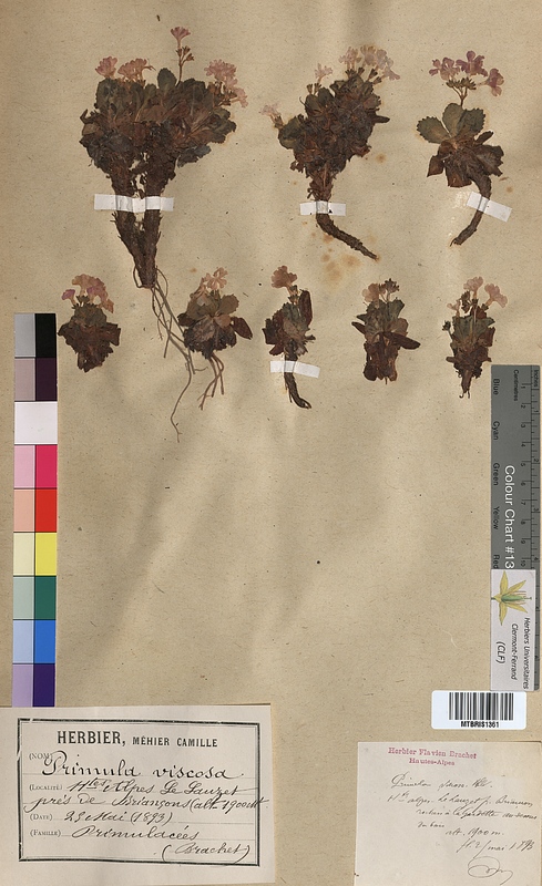 Primula viscosa (Primulaceae)